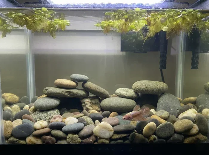 Do I Need the Rocks for My Betta Fish Tank