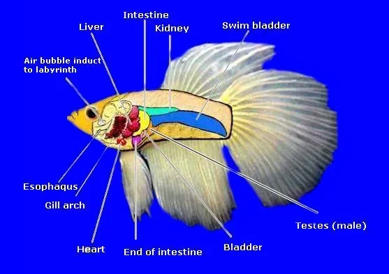 Do Internal Parasites Cause Swelling in Betta Fish