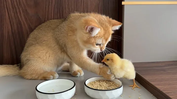 Do Kittnes Like Chicken Better Then Fish