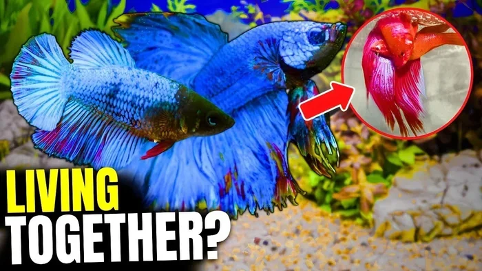 Do Male Betta Fish Get Along with Any Other Fish