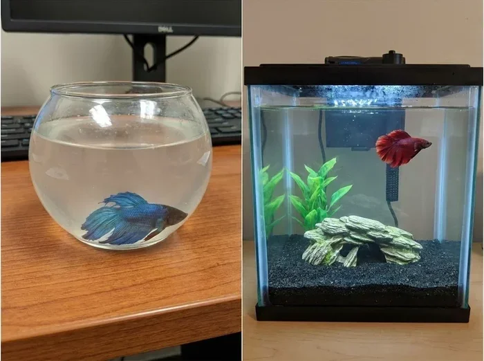 Do Small Betta Fish Need a Filter