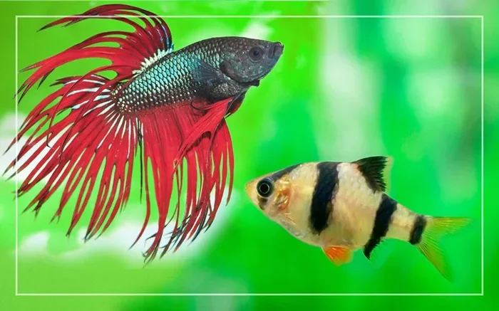 Do Tiger Barbs Eat Betta Fish Food