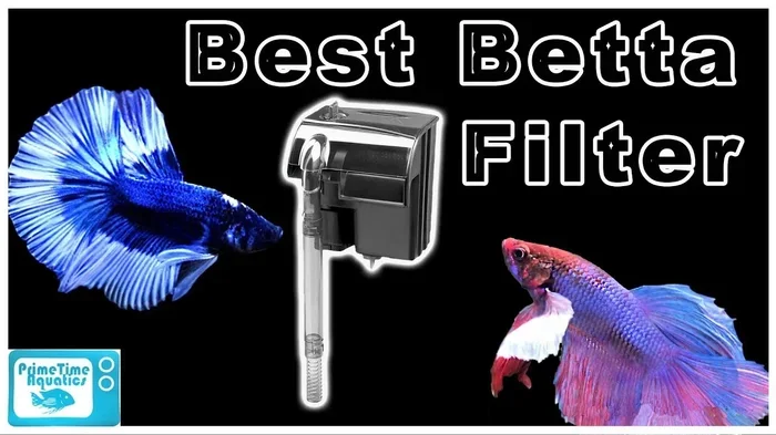 Do You Need an Air Filter for Betta Fish