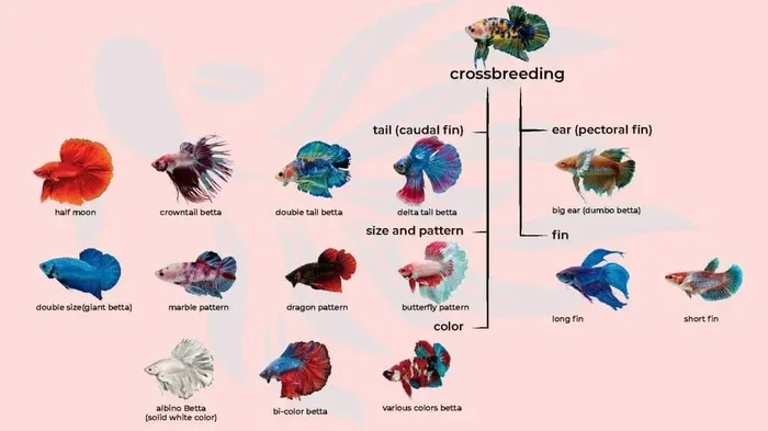 Do You Need the Same Species to Breed Betta Fish