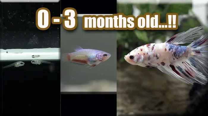 Does a Baby Betta Fish Die Right After Thier Born