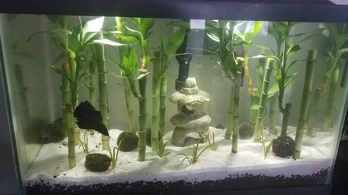 Does Bamboo Kill Betta Fish