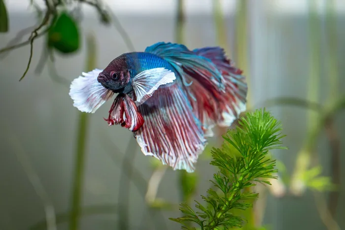 Does Betta Fish