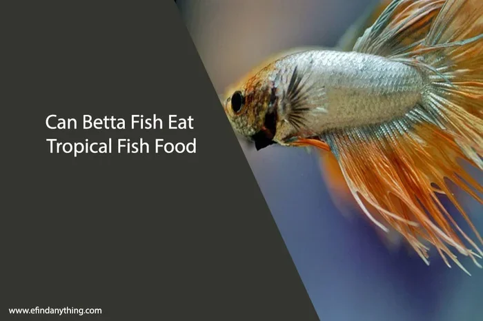 Does Betta Fish Eat Tropical Fish Food