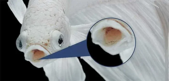 Does Betta Fish Have Teeth