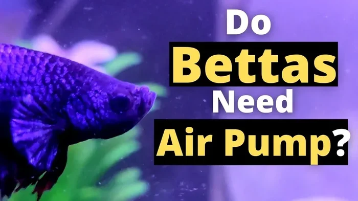 Does Betta Fish Need Air