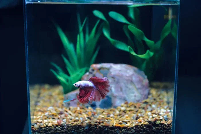 Does Betta Fish Need Water