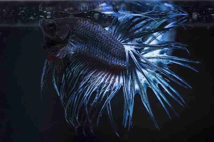 Does Betta Fish See in the Dark