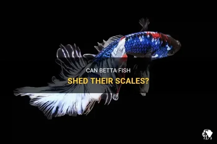 Does Betta Fish Shed
