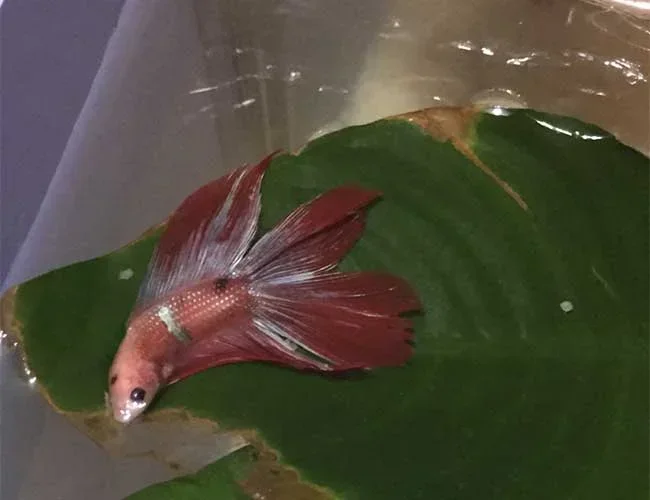 Does Betta Fish Sleep
