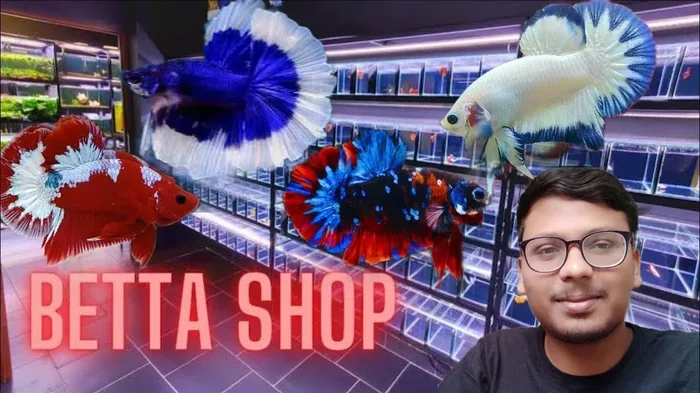 Does Farm King Store Sell Betta Fish