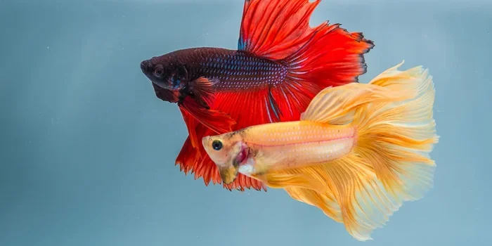 Does My Betta Fish Need a Friend