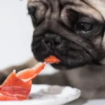 Is Beef or Fish Better for Dogs