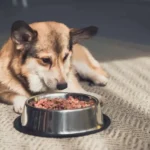 Is Betta Fish Food Harmful to Dogs