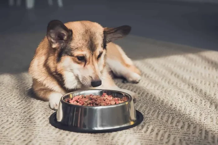 Is Betta Fish Food Harmful to Dogs