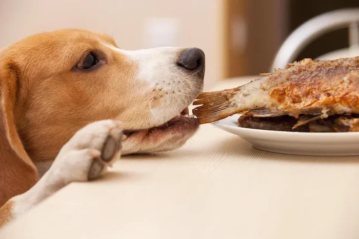 Is Pollack Better Than Trout Fish for Dogs