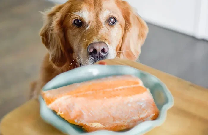 Is White Fish or Salmon Better for Dogs