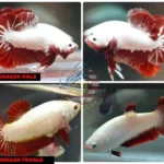 How to Breed Dragon Betta Fish