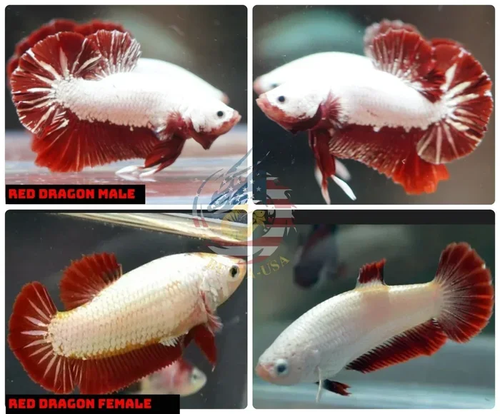 How to Breed Dragon Betta Fish