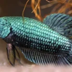 How to Take Care of a Dragon Scale Betta Fish