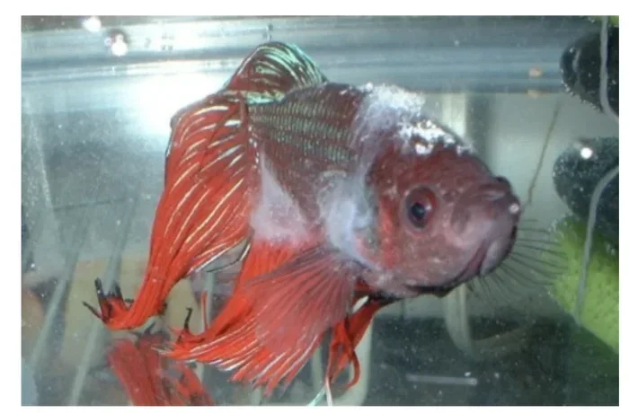 What Can Cause a Betta Fish to Die Quoraquora