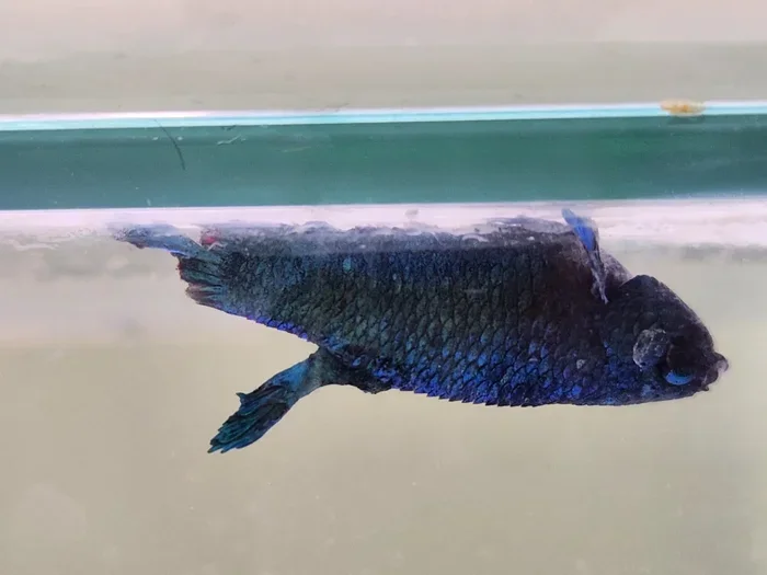 Is Betta Fish Dying