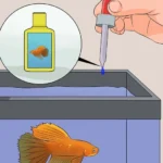 How to Treat a Dying Betta Fish