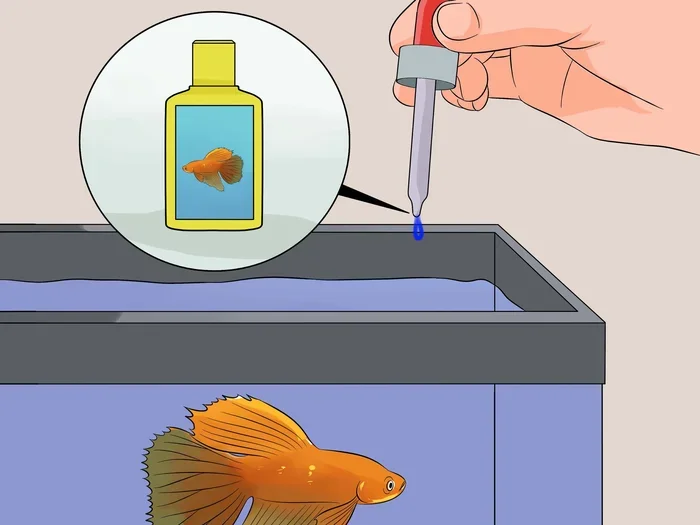 How to Treat a Dying Betta Fish
