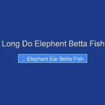 How Long Do Elephent Betta Fish Live