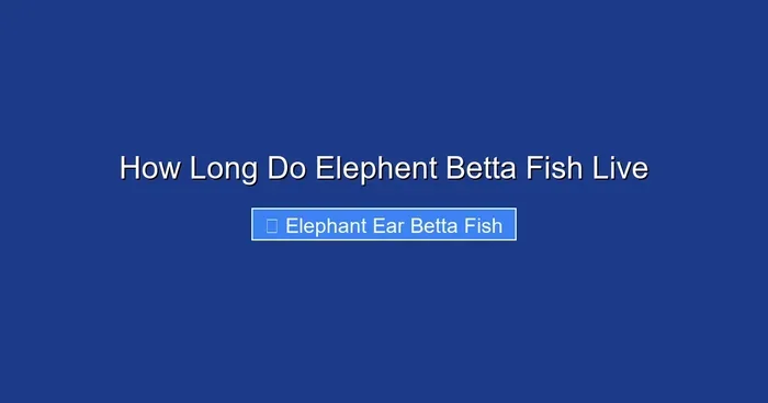 How Long Do Elephent Betta Fish Live