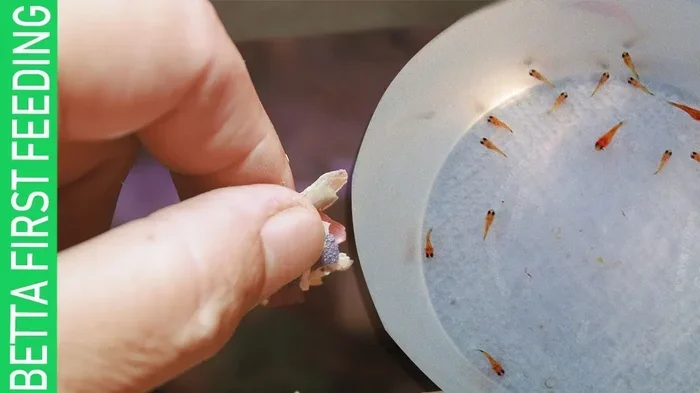 How Do You Feed Your Betta Fish