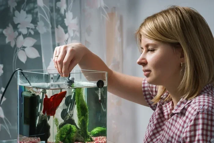 How Much Times Do You Feed a Betta Fish
