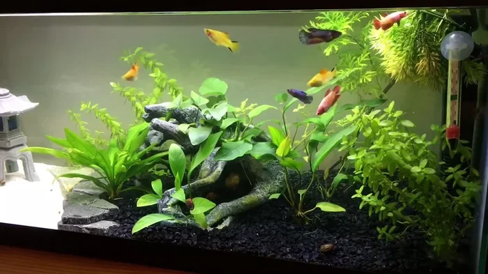 Can You Put a Female Betta with Other Fish Tips for Success
