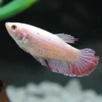 How Old Is My Female Betta Fish