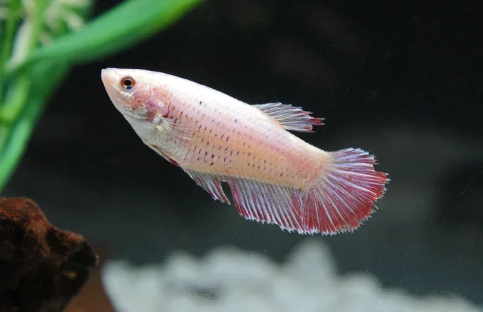 How Old Is My Female Betta Fish