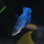 How to Tell Female Betta Fish