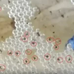 Can a Female Betta Fish Lay Eggs Without a Male