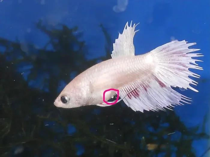 How Many Eggs Can a Female Betta Fish Lay
