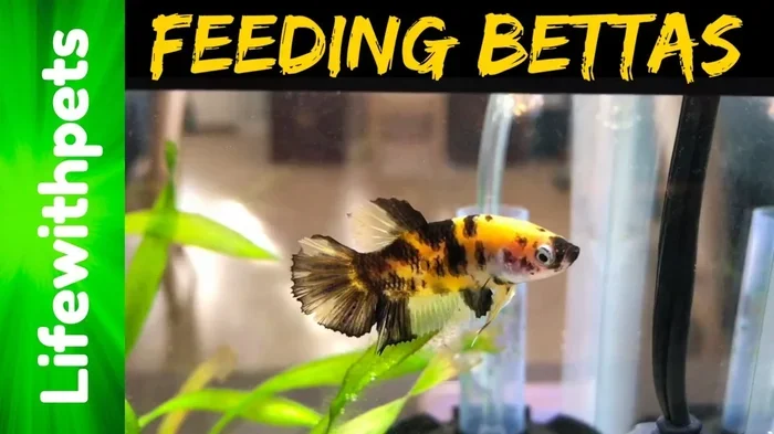 How Much to Feed Female Betta Fish