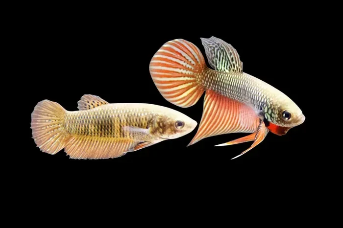 Can You Put Female Betta Fish Together Safely