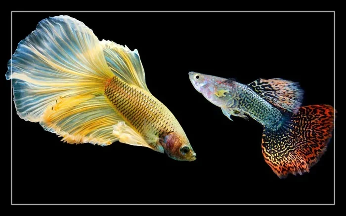Can You Put Female Bettas with Other Fish Together