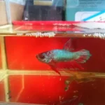 How Long Do Female Bettas Fish Hold Their Eggs