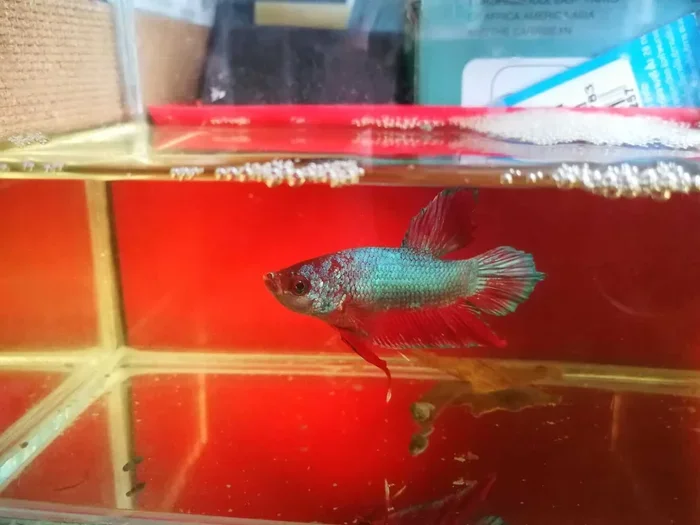 How Long Do Female Bettas Fish Hold Their Eggs