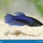 How to Take Care of a Crowntail Female Betta Fish