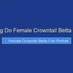 How Long Do Female Crowntail Betta Fish Live