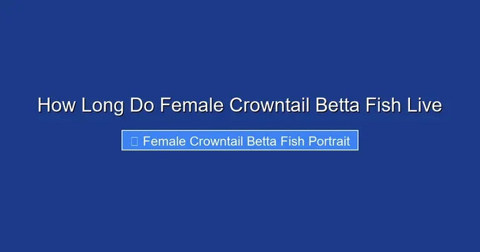 How Long Do Female Crowntail Betta Fish Live